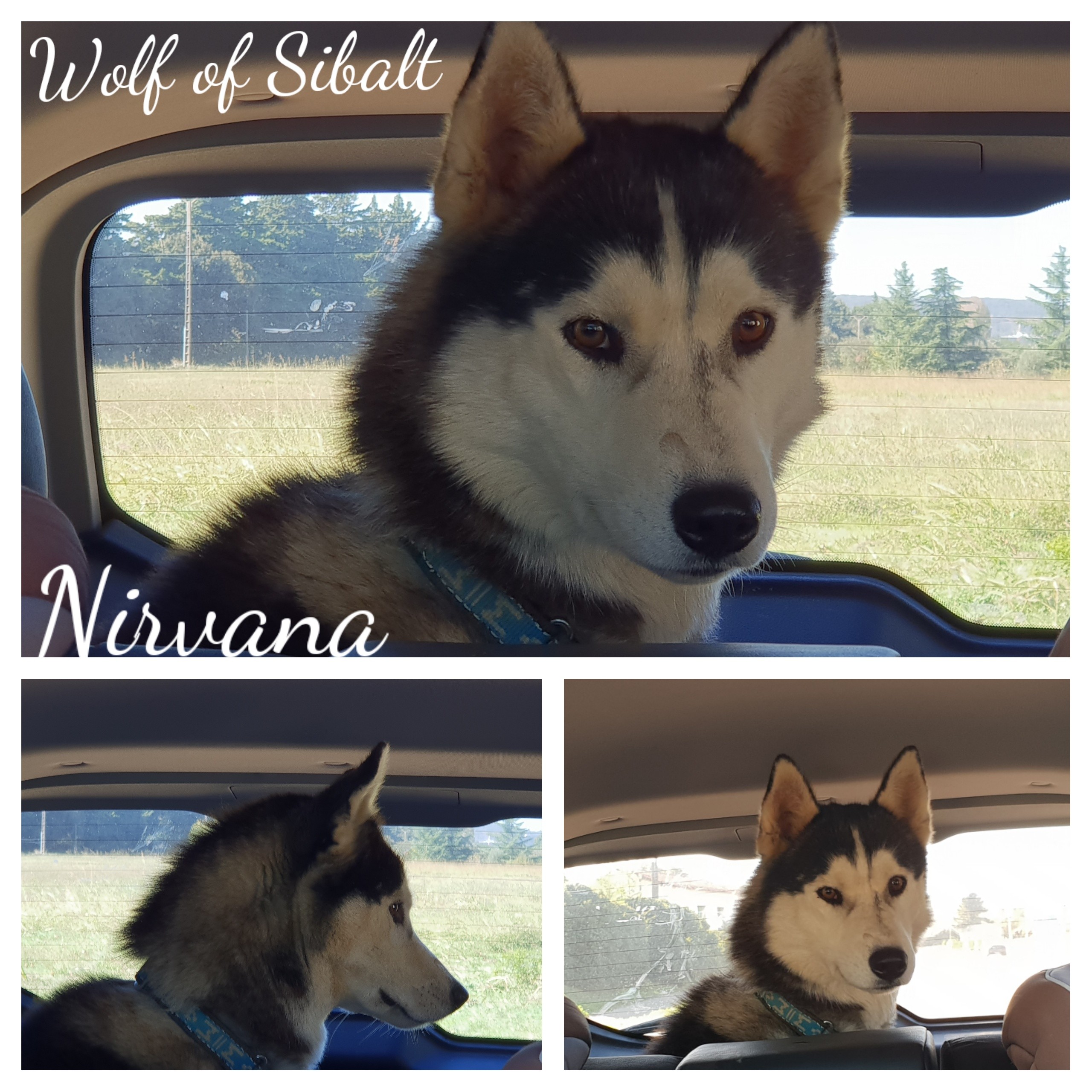 Nirvana Wolf Of Sibalt