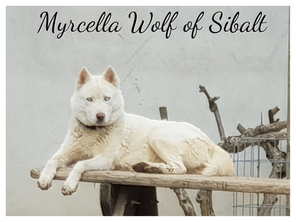 Myrcella Wolf Of Sibalt