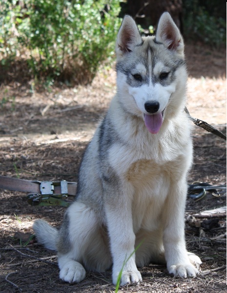 Iukon Wolf Of Sibalt